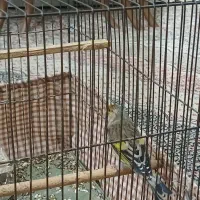 یک عدد سهره قناری نر