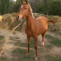 کره اسب نریان۱۴ماهه دوسرعرب