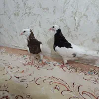جوجه طوقی