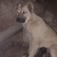 توله