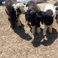 بره نر و ماده