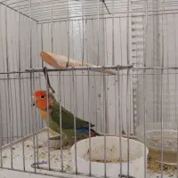 عروس هلندی