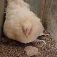 مرغ برهما کک