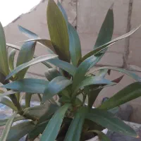 گل طبیعی