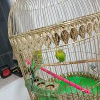 پرنده