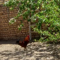 یک عدد خروس