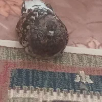 کبوتر نر کلاغ سرور