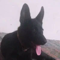 سگ ژرمن بلک