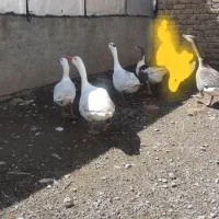 غاز‌‌‌‌‌|حیوانات مزرعه|قزوین, |دیوار