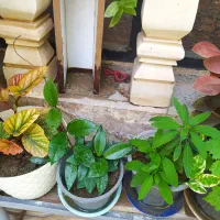 گلهای آپارتمان وبیرونی