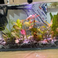 فروش آکواریوم گیاهی