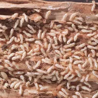 فروش سمهایی ترکیبی آماده سمپاشی موریانه.ساس