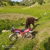 یک راس اسب فروشی با موتورسیکلت 83