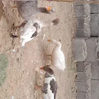 ۴عددغاز سرحال یک سال ونیمه