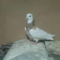 دوکتی  شازده  طوقی