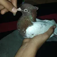 کفتر کله سرخ