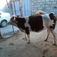 گوساله‌ماده‌سیمینال‌اصیل‌مونت