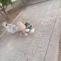 تخم مرغ نطفه دار گلین