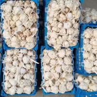 سیر همدان و غوره ملایر