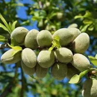 خرید آنلاین  با تضمین سلامت و باردهی بالا