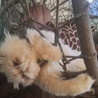 گربه نر نژاد هیمالین سوپر فلت، اصیل