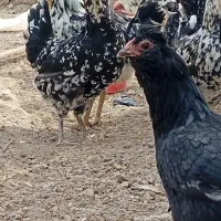 مرغ و خروس ونیمچه گلین