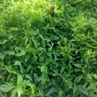 نشا گوجه