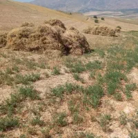 یونجه دیم