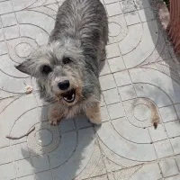 سگ پا کوتاه