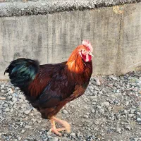 نیمچه خروس جوان و سرحال