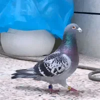 نروماده پلاکی