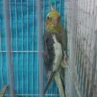 عروس|پرنده|مشهد, گرجی علیا|دیوار