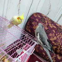 عروس هلندی نروماده