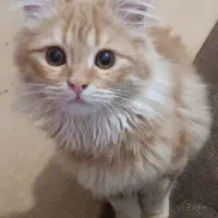 گربه|گربه|زابل, |دیوار