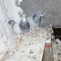 سبز پلاکی