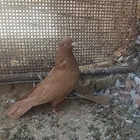 ماده زرد جونه زرد گوره