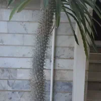 نخل ماداگاسکار