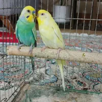 مرغ عشق نر وماده
