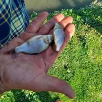 فروش بچه ماهی گرمابی از استان گیلان بصورت عمده