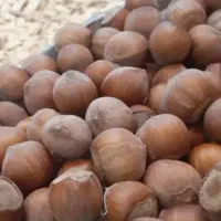 فروش پوست فندق