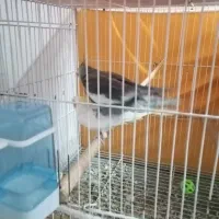 یک جفت عروس هلندی