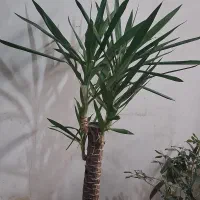 گل یوگا|گل و گیاه طبیعی|اراک, |دیوار