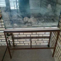 اکواریوم