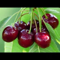 گیلاس