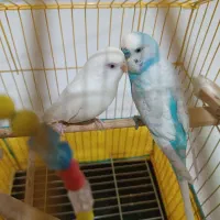 مرغ عشق