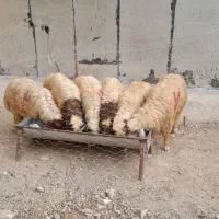 بره نر  پروار