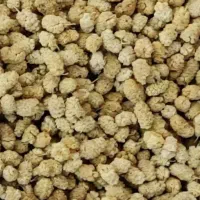 باسلام توت خشک تمیز