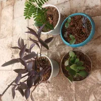 ۴تاگل فقط ۲۰۰