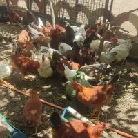 سلام فروش 30عددخروس سالم وسر حال
