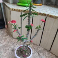 گل زیبا